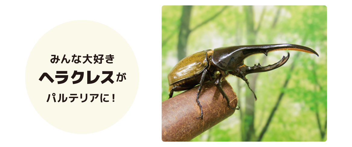 ヘラクレスオオカブトがやってくる！